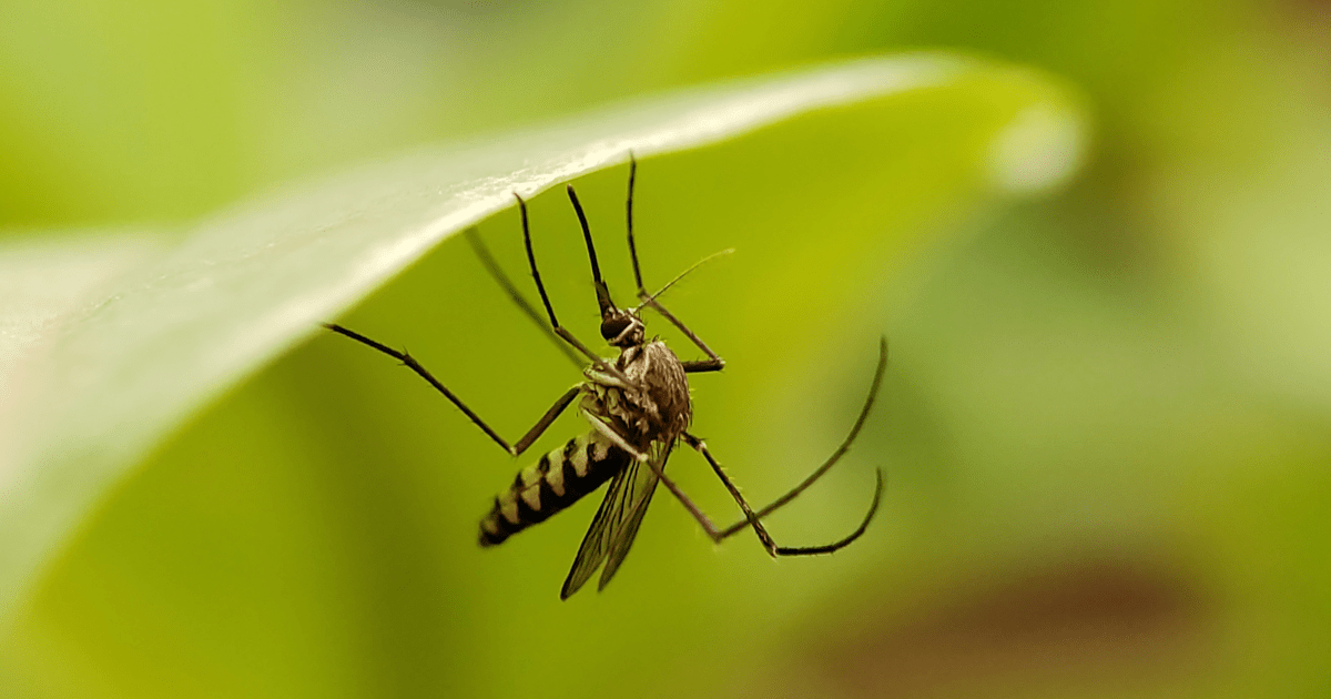 How to Keep Mosquitoes Away This Summer: Sprays, Candles & Smart Tips - EuroGiant