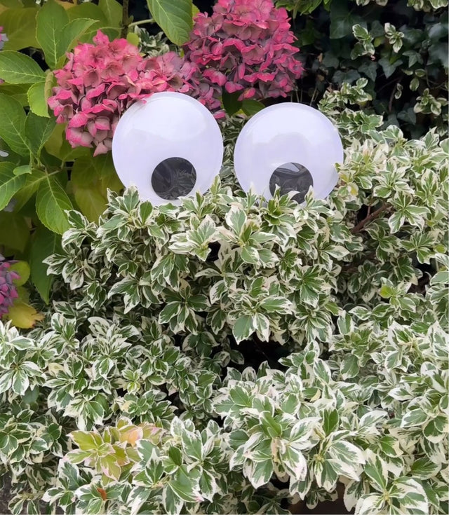 Halloween Self Adhesive Giant Googly Eyes - EuroGiant