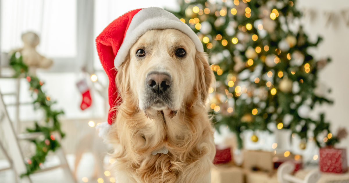 Festive Fun for Four-Legged Friends: Dog Christmas Gifts