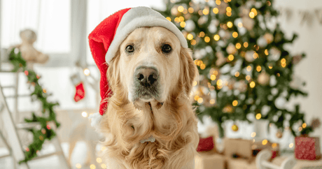 Festive Fun for Four-Legged Friends: Dog Christmas Gifts - EuroGiant