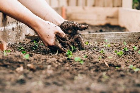 Gardening in Ireland: A Beginner’s Guide - EuroGiant