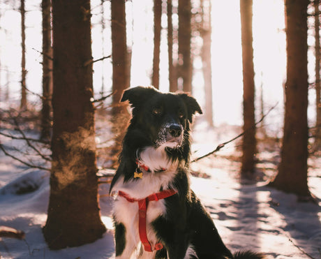 Pet Safety Tips for Cooler Weather: Keeping Your Furry Friends Warm - EuroGiant