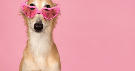 Summer Pet Care Tips: How to Keep Your Furry Friends Fresh, Cool & Clean - EuroGiant