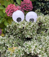 Halloween Self Adhesive Giant Googly Eyes